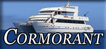 Cormorant button